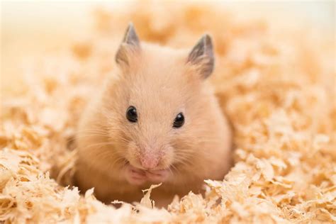 Do hamsters get used to your voice?
