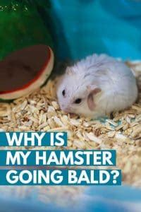 Do hamsters go bald with age?