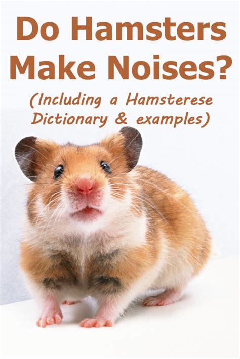 Do hamsters hate noise?