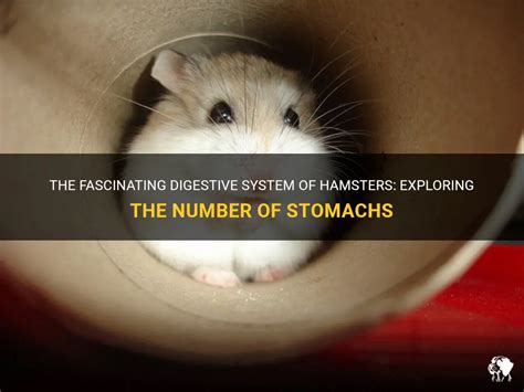Do hamsters have 2 stomachs?