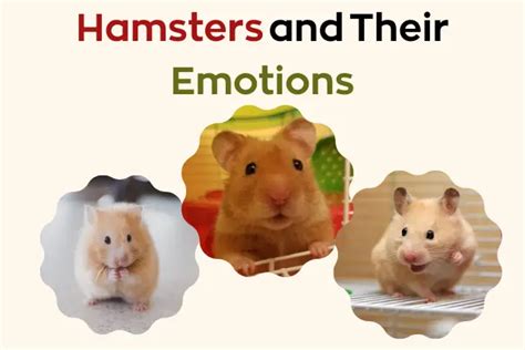 Do hamsters have feelings?