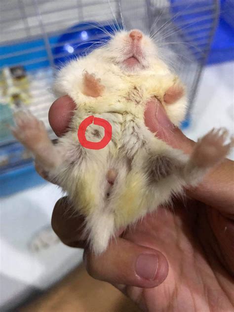 Do hamsters have nipples?