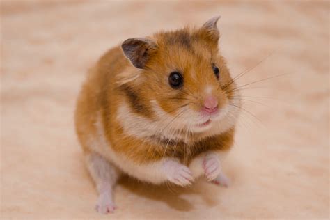Do hamsters have personalities?