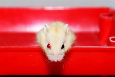 Do hamsters have vision?