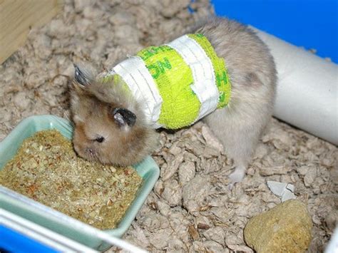 Do hamsters heal on their own?