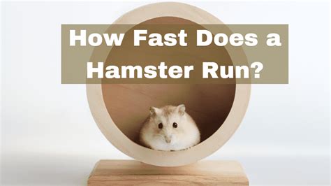 Do hamsters heal quickly?