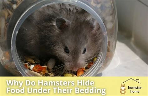 Do hamsters hide pain?