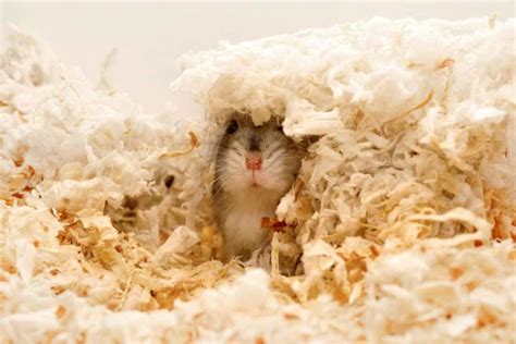Do hamsters hide pain?