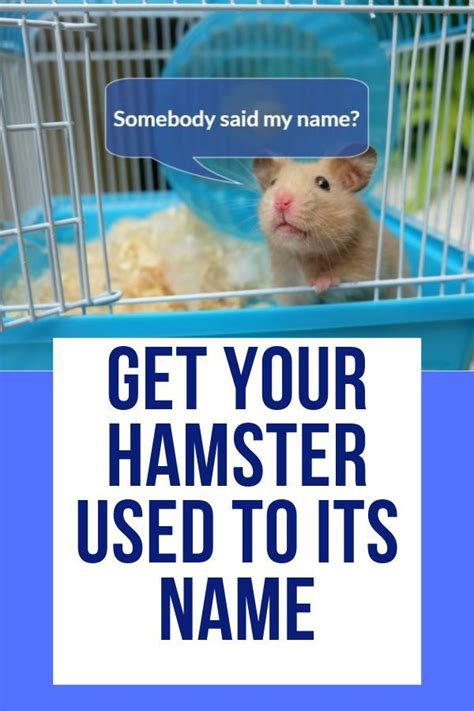 Do hamsters know their name?