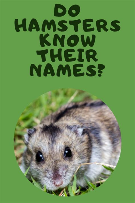 Do hamsters know their names?