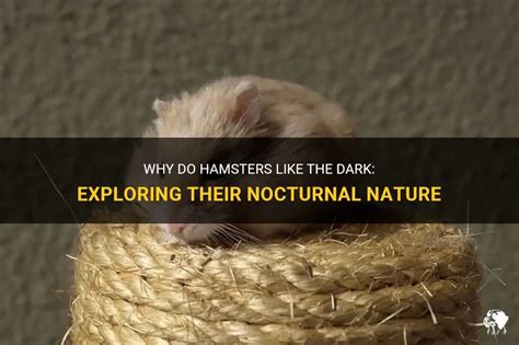 Do hamsters like a dark room?