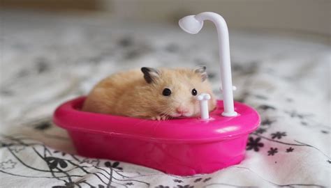 Do hamsters like a water bath?