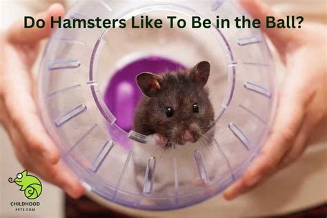 Do hamsters like being in a ball?