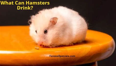 Do hamsters like cold water to drink?