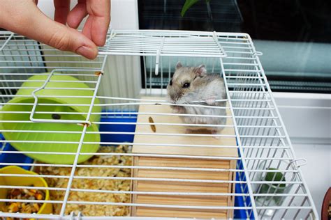 Do hamsters like dirty cages?