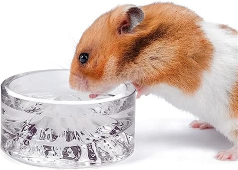 Do hamsters like drinking from bowls?