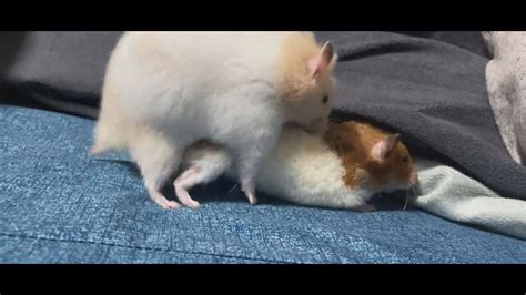 Do hamsters like mating?