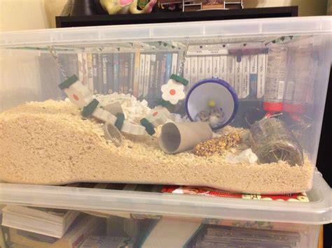 Do hamsters like quiet rooms?