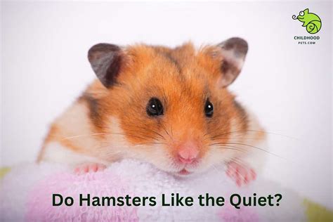 Do hamsters like quiet rooms?