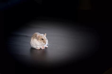 Do hamsters like the dark?