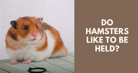 Do hamsters like to be held?