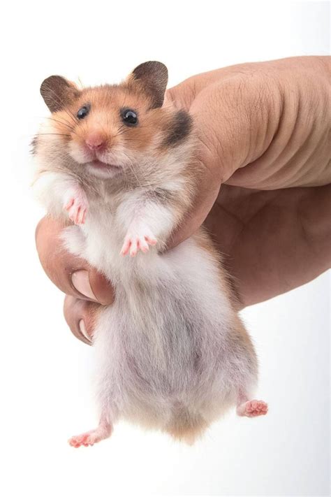 Do hamsters like to be picked up?