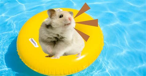 Do hamsters like to swim?