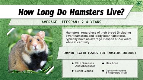 Do hamsters live for 3 years?