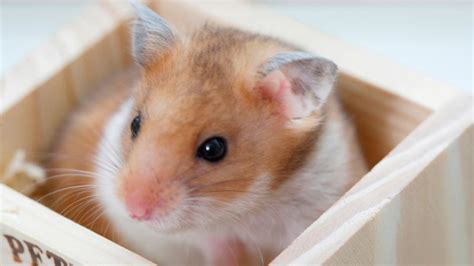 Do hamsters live longer in bigger cages?