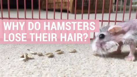 Do hamsters lose hair as they age?