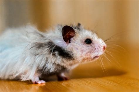 Do hamsters lose hair when they get old?