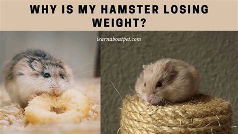 Do hamsters lose weight in summer?