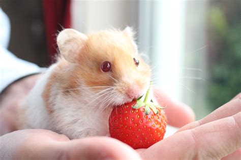 Do hamsters love fruit?