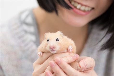 Do hamsters love their owners?