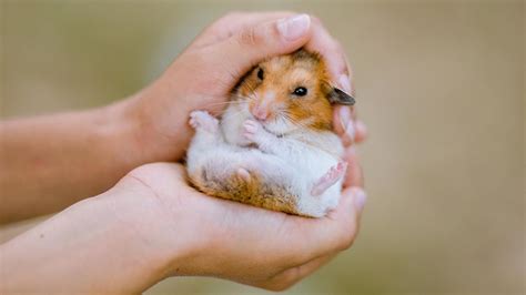 Do hamsters love their owners?