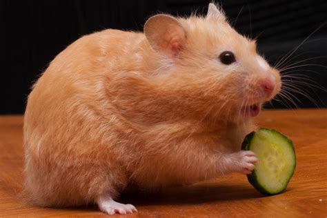 Do hamsters love to eat?