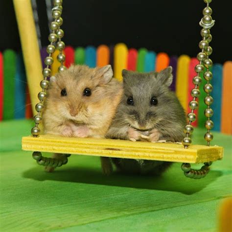 Do hamsters love to play?