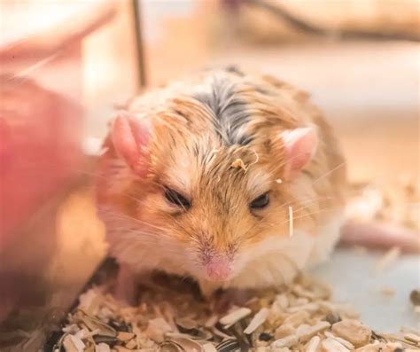 Do hamsters make your room smell?