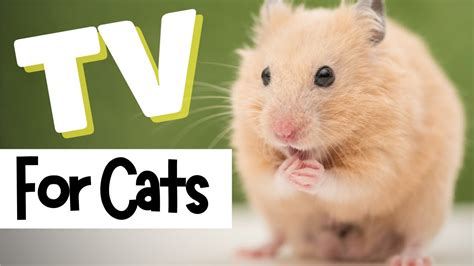 Do hamsters mind TV noise?