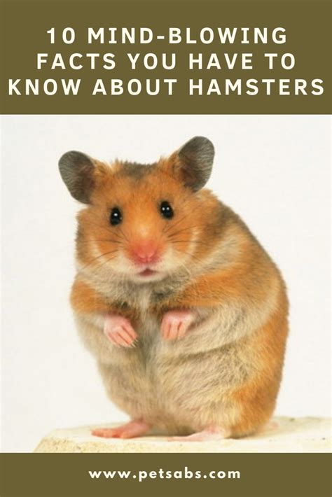 Do hamsters mind being in the dark?