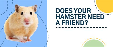 Do hamsters need a friend?