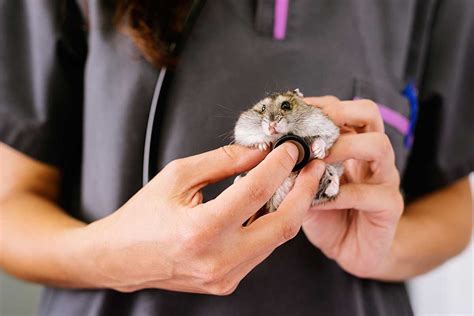 Do hamsters need a vet?