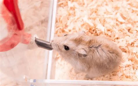 Do hamsters need fresh water every day?