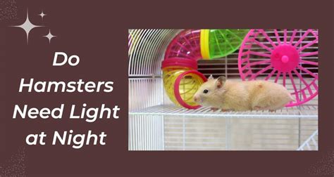 Do hamsters need light at night?