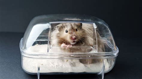 Do hamsters need sand baths?