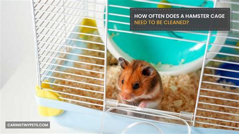 Do hamsters need to be cleaned?