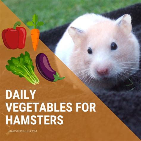Do hamsters need veggies daily?