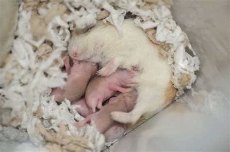 Do hamsters nurse their babies?