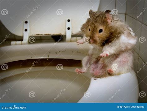 Do hamsters pee and poop where they sleep?