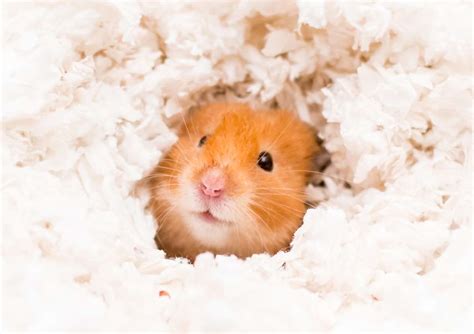 Do hamsters pee on bedding?